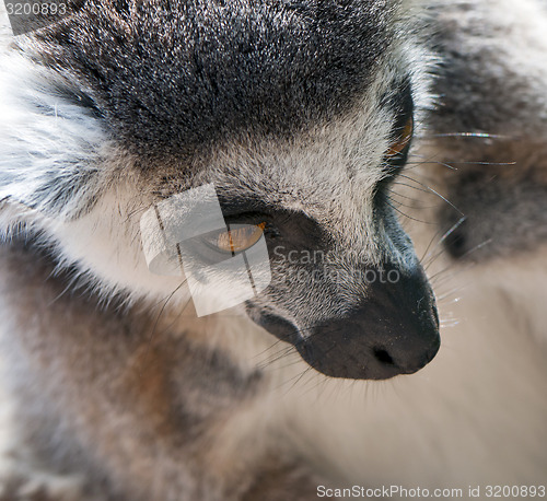 Image of Ring-tailed lemur (Lemur catta)