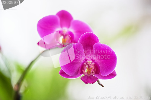 Image of orchids 