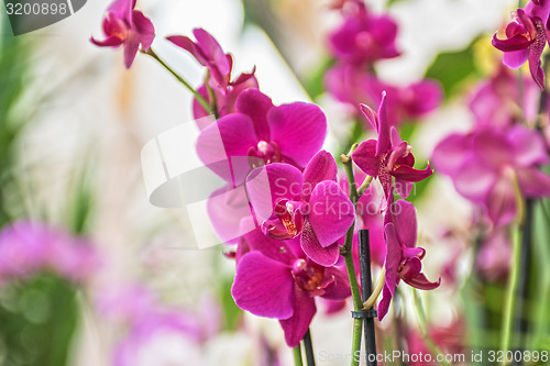 Image of orchids 