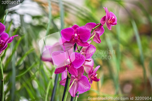Image of orchids 