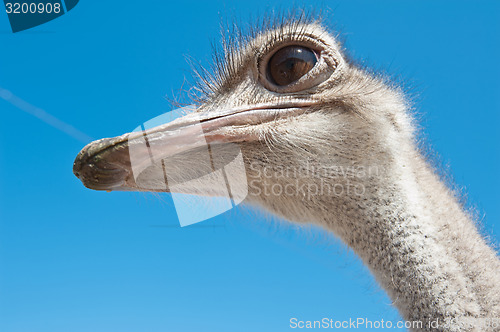 Image of ostrich