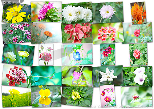 Image of Collage of flowers