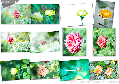 Image of Collage of rose flower