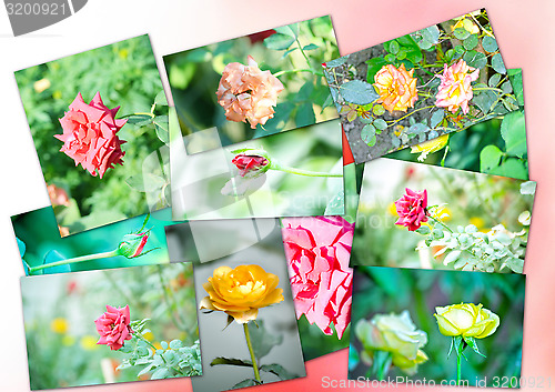 Image of Collage of rose flower