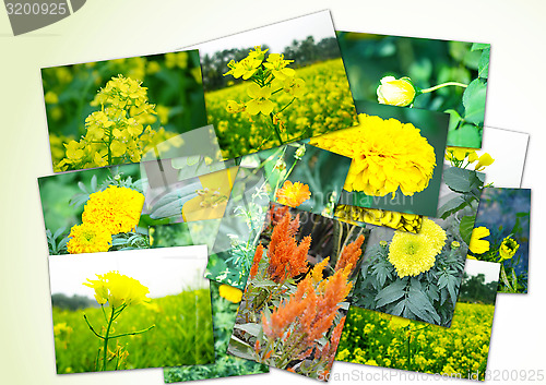 Image of Collage of flowers