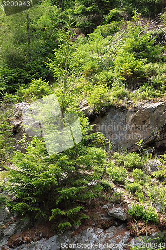 Image of jeseniky mountains (czech republic)