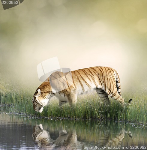 Image of Tiger Near Pond