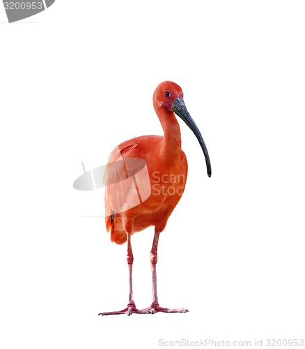 Image of Scarlet Ibis