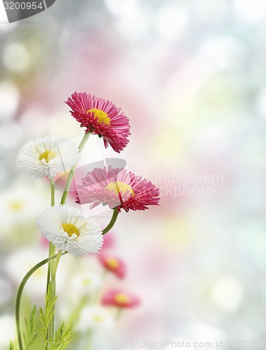 Image of Spring Flowers 