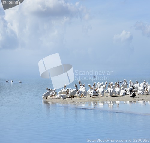 Image of White Pelicans