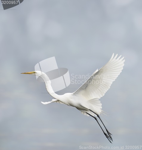 Image of Great White Egret