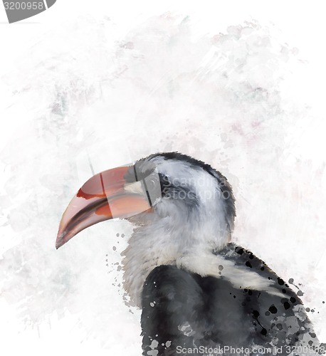 Image of Hornbill Watercolor