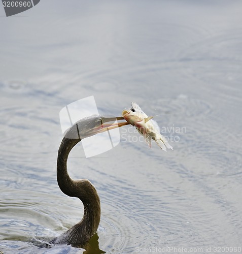 Image of Anhinga Downing A Fish