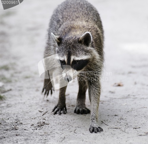 Image of Raccoon  Walking