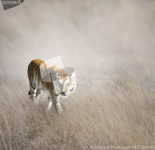 Image of Tiger Walking