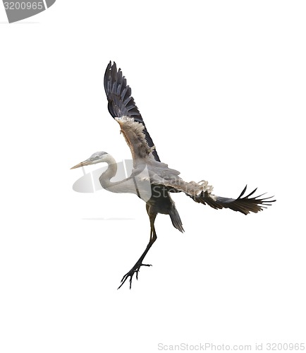 Image of Great Blue Heron In Flight