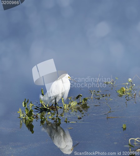 Image of Snowy Egret