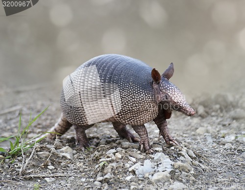 Image of Nine-banded Armadillo