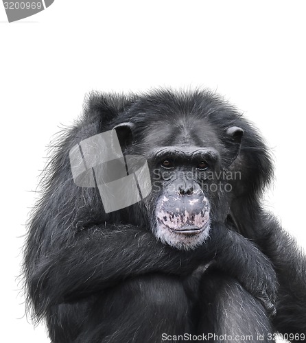 Image of Black Chimpanzee