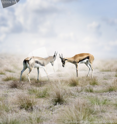 Image of Thomson\'s Gazelles