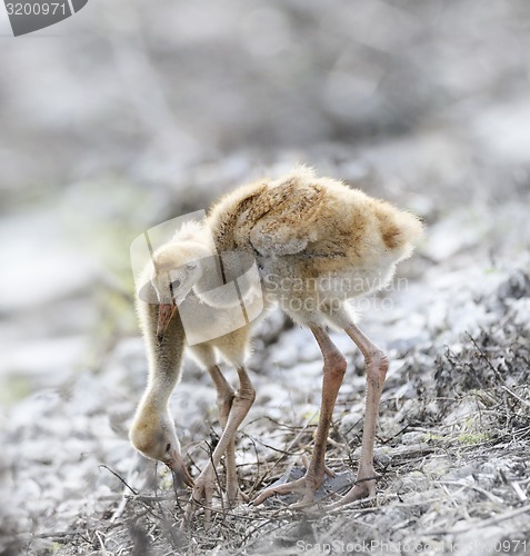 Image of Sandhill Crane Chicks 