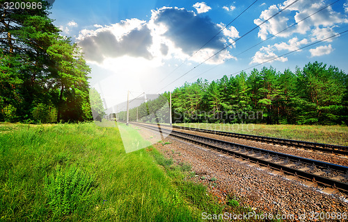 Image of Railroad and pine forest