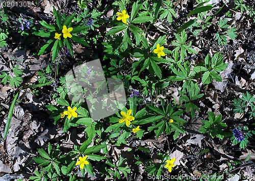 Image of forest flowers