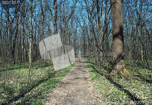 Image of forest track