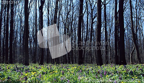 Image of trees flowers