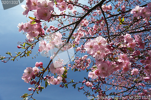 Image of Sakura