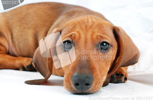 Image of dachshund puppy