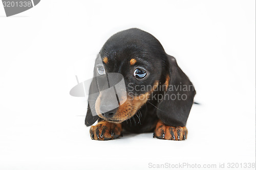 Image of dachshund puppy