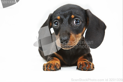 Image of dachshund puppy