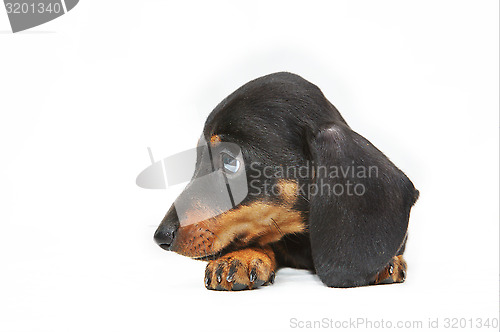 Image of dachshund puppy