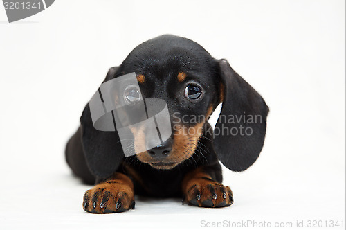 Image of dachshund puppy