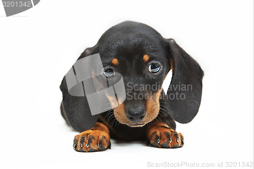 Image of dachshund puppy