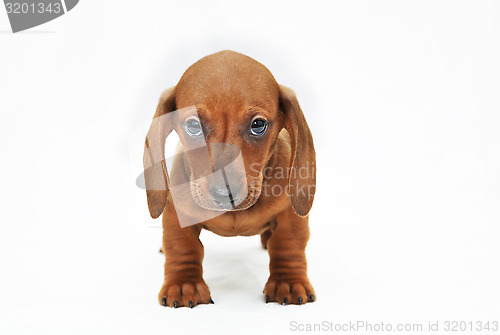 Image of dachshund puppy