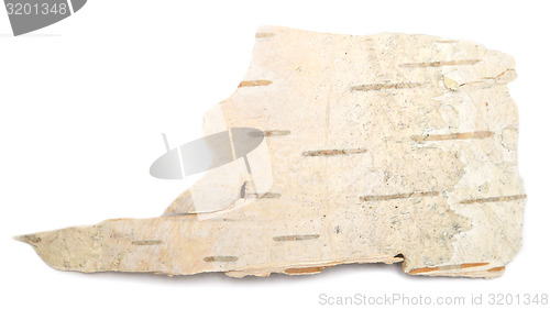 Image of birch bark