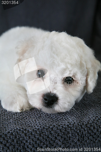 Image of Puppy Bishon Frise