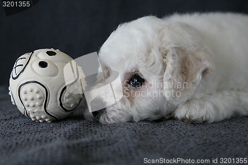 Image of Puppy Bishon Frise