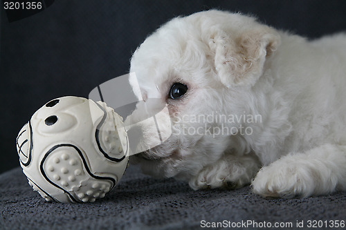 Image of Puppy Bishon Frise