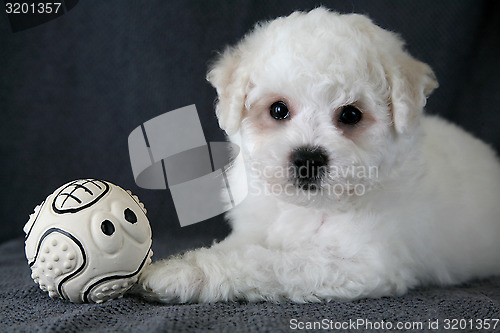 Image of Puppy Bishon Frise