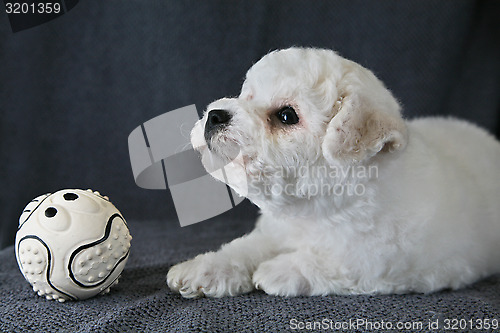 Image of Puppy Bishon Frise