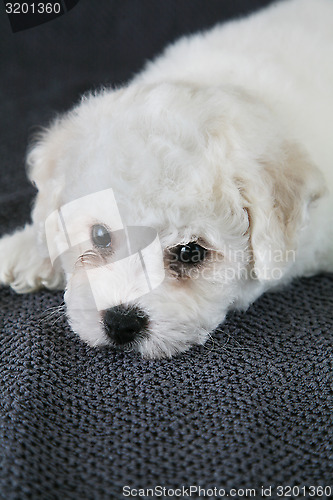 Image of Puppy Bishon Frise