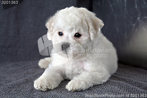 Image of Puppy Bishon Frise