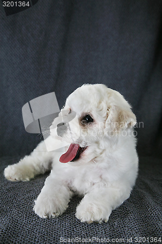 Image of Puppy Bishon Frise