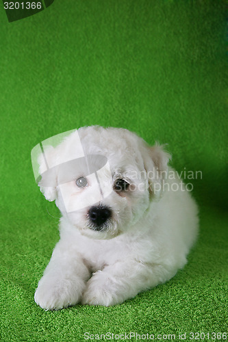 Image of Puppy Bishon Frise