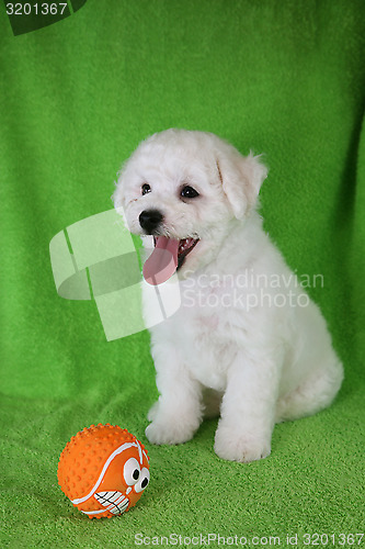 Image of Puppy Bishon Frise