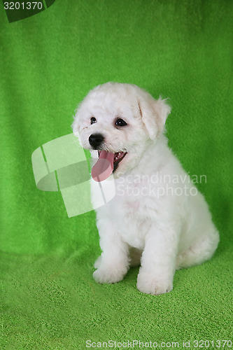 Image of Puppy Bishon Frise