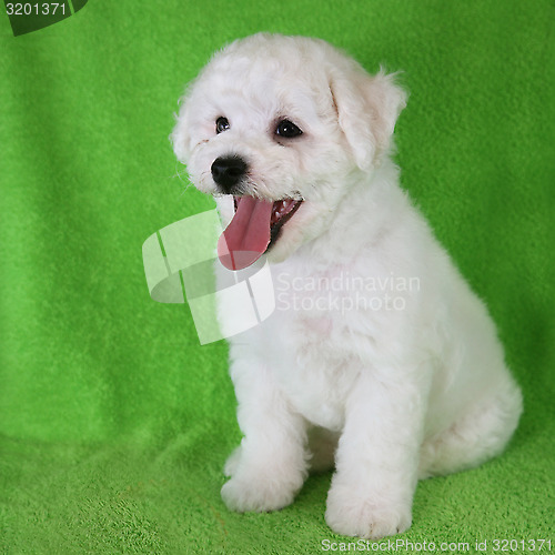 Image of Puppy Bishon Frise